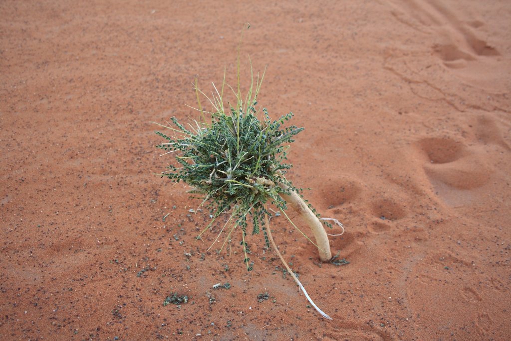 17-Something manege to grow in the dunes.jpg - Something manege to grow in the dunes